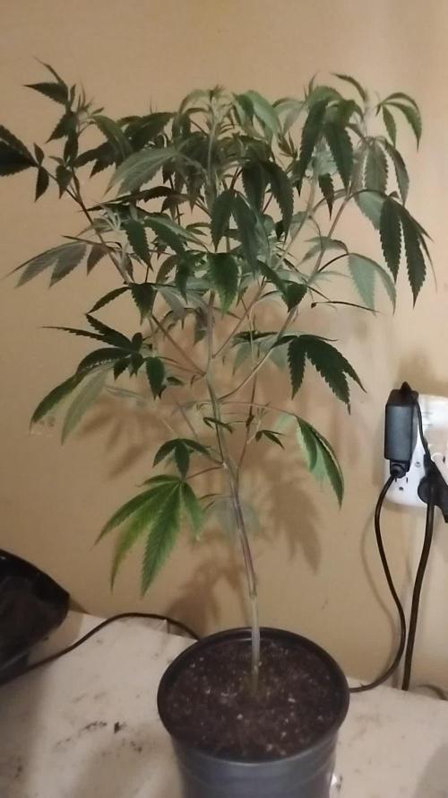 Real Deal OG Kush (PDX cut)