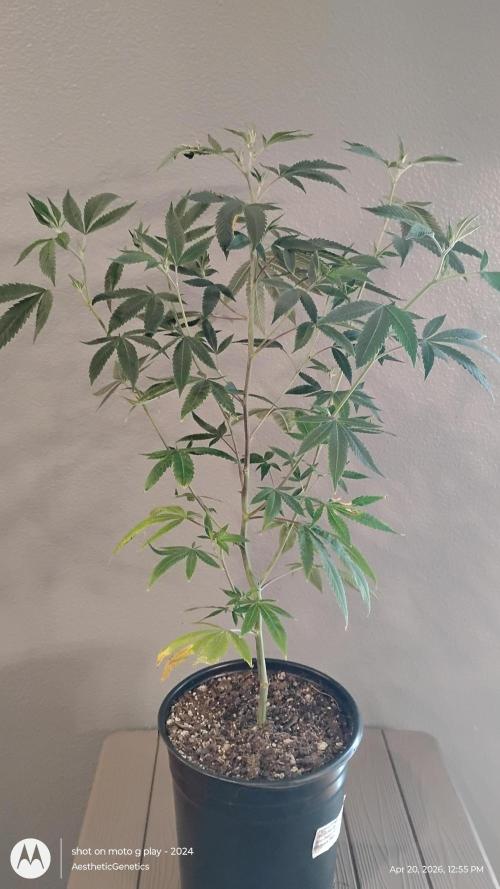 Real Deal Sour D ( notsodog cut). Week 3