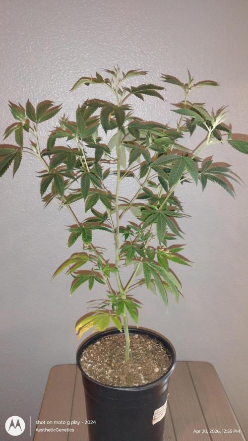 Real Deal Sour D ( notsodog cut). Week 3
