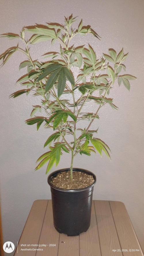 Real Deal Sour D ( notsodog cut). Week 3