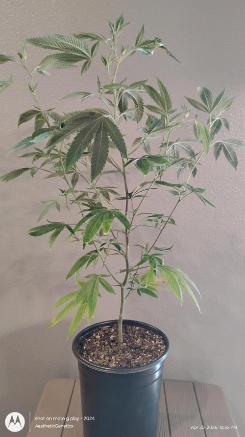 Real Deal Sour D ( notsodog cut). Week 3