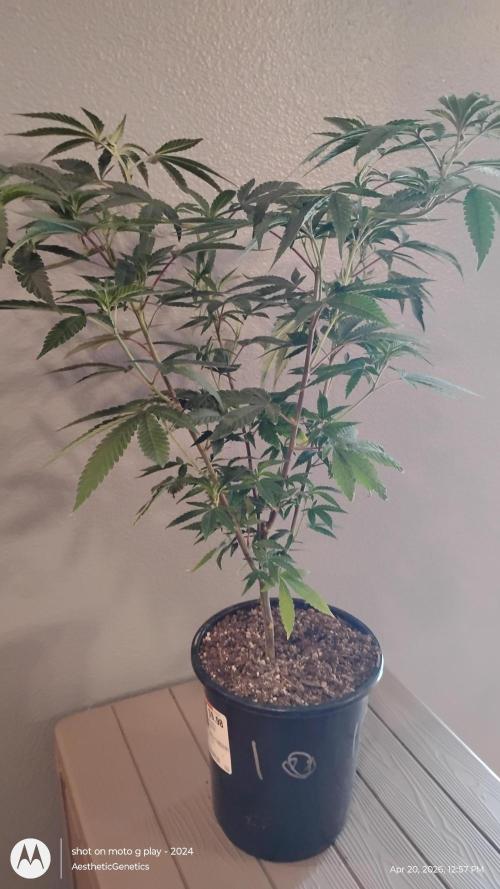 Legit SuperBoof Strain of The Year. Week 2
