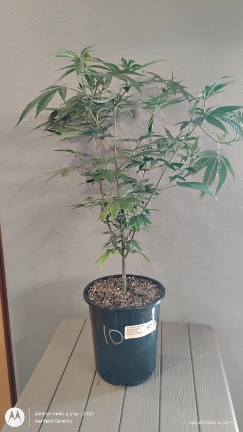 Legit SuperBoof Strain of The Year. Week 2