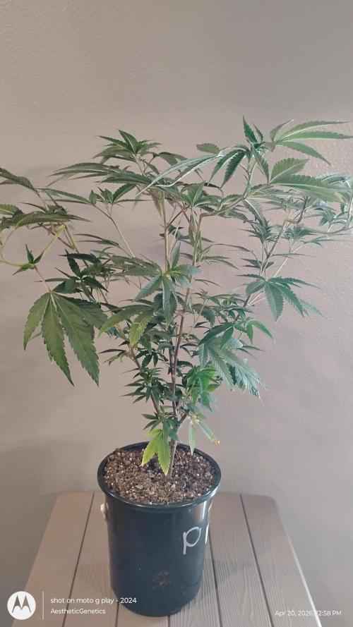 Legit SuperBoof Strain of The Year. Week 2