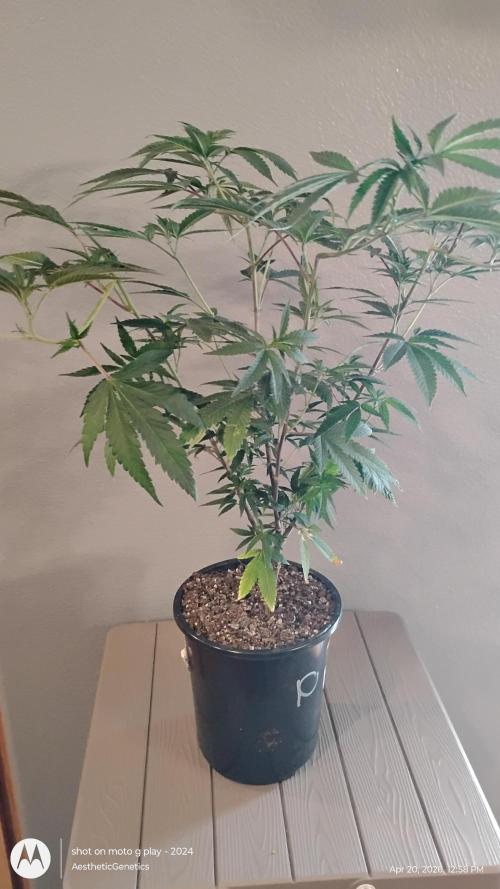 Legit SuperBoof Strain of The Year. Week 2