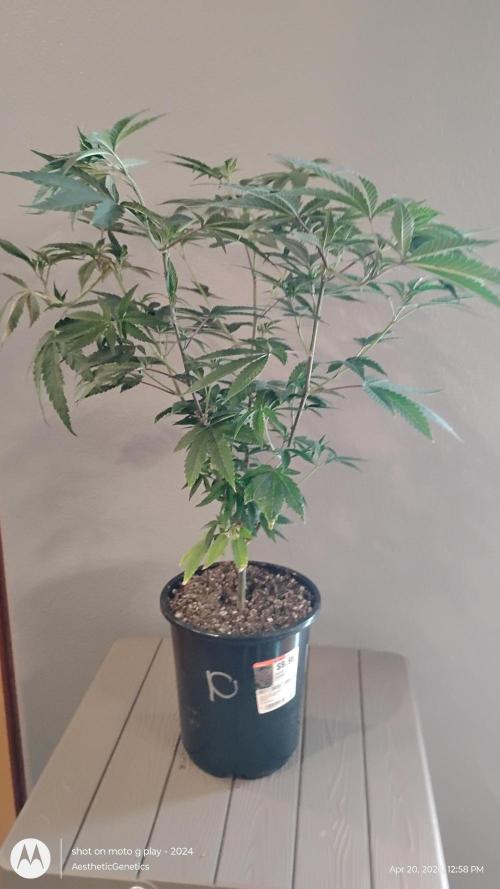Legit SuperBoof Strain of The Year. Week 2