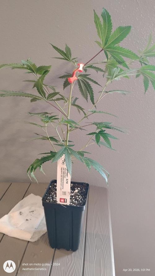 Spritzer Cannarado. Week 2