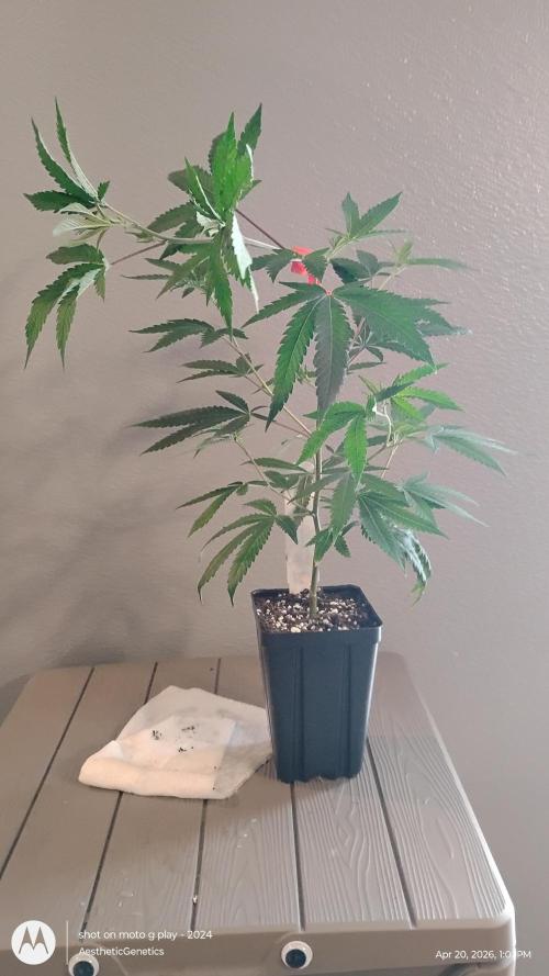 Spritzer Cannarado. Week 2