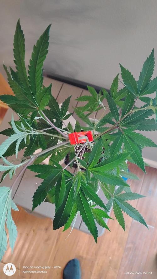 Spritzer Cannarado. Week 2