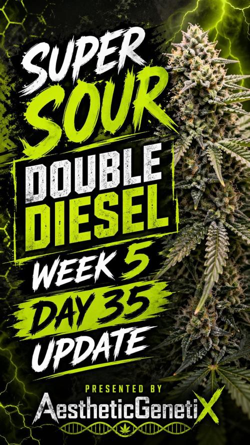 Super Sour Double Diesel Seed Hunt. Week 8