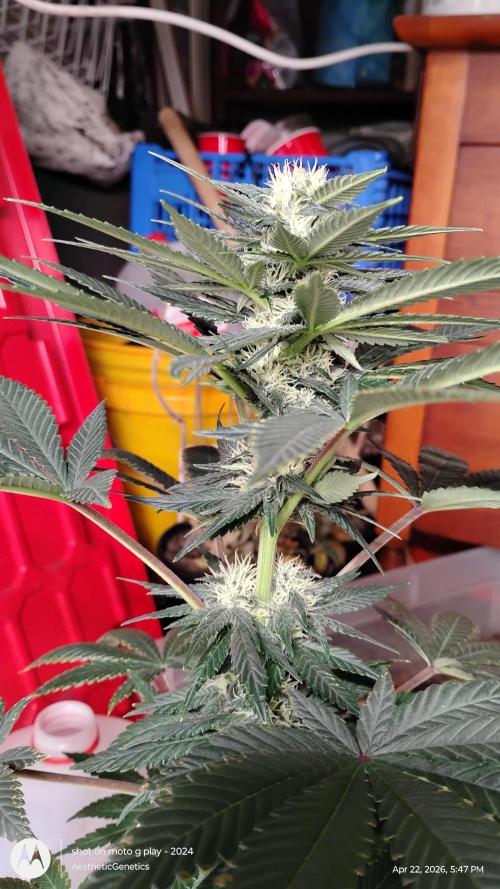 Super Sour Double Diesel Seed Hunt. Week 8