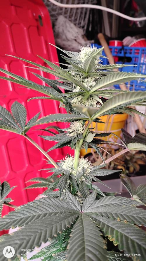 Super Sour Double Diesel Seed Hunt. Week 8