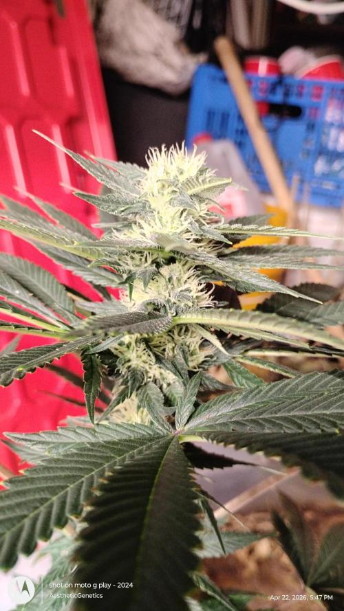 Super Sour Double Diesel Seed Hunt. Week 8