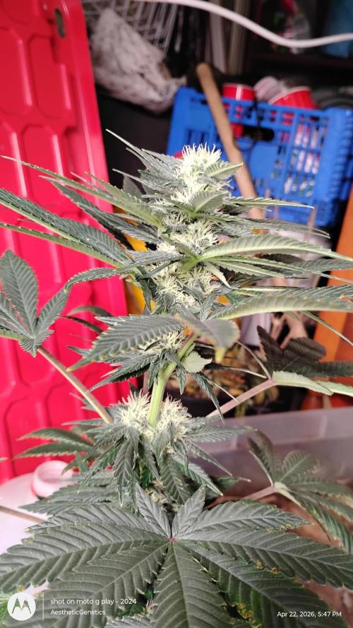 Super Sour Double Diesel Seed Hunt. Week 8