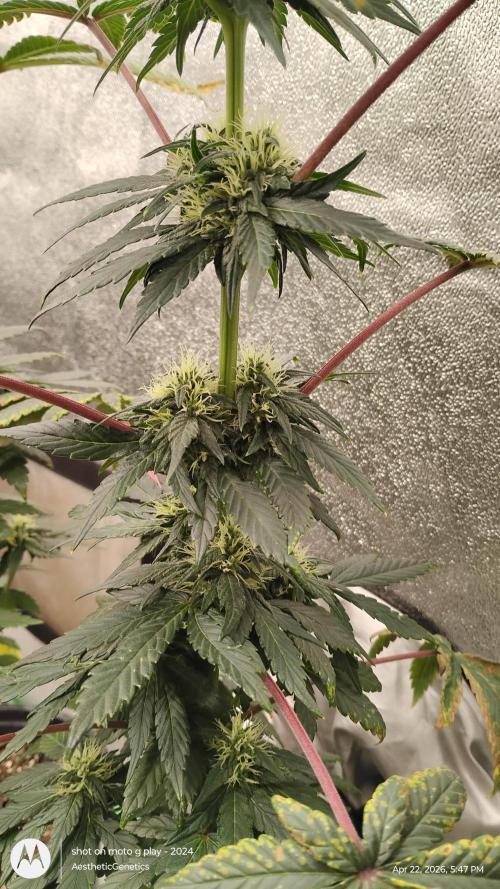 Super Sour Double Diesel Seed Hunt. Week 8