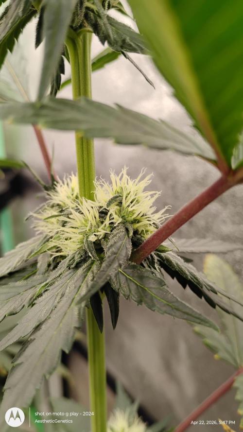 Super Sour Double Diesel Seed Hunt. Week 8