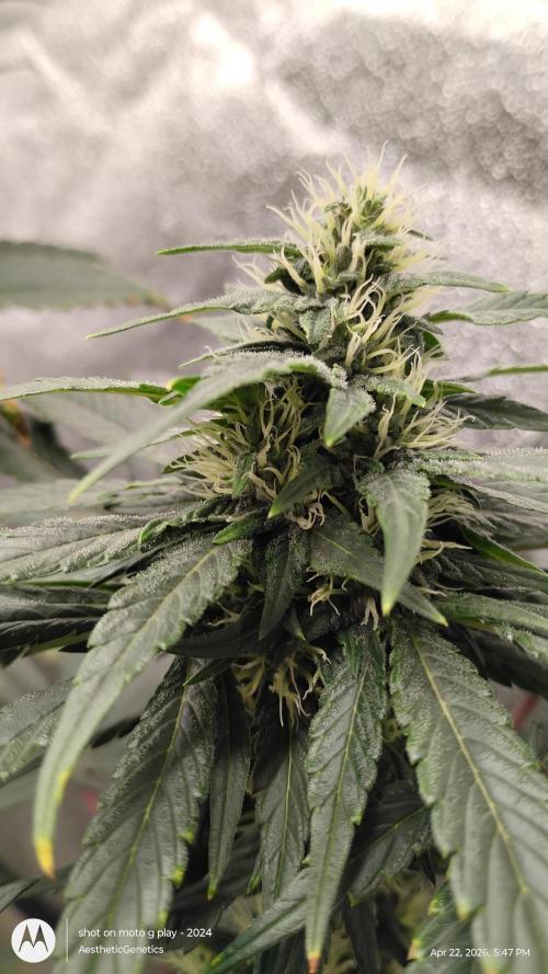 Super Sour Double Diesel Seed Hunt. Week 8