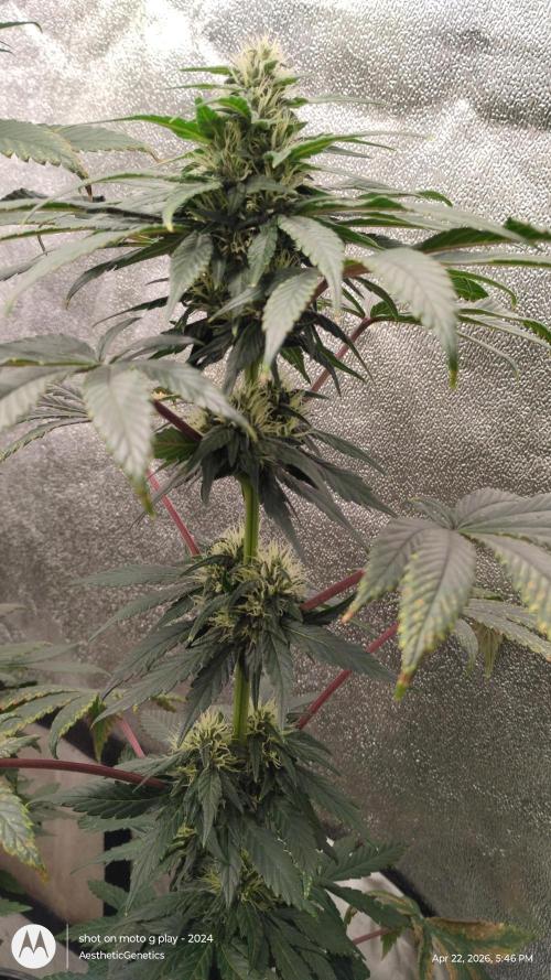 Super Sour Double Diesel Seed Hunt. Week 8