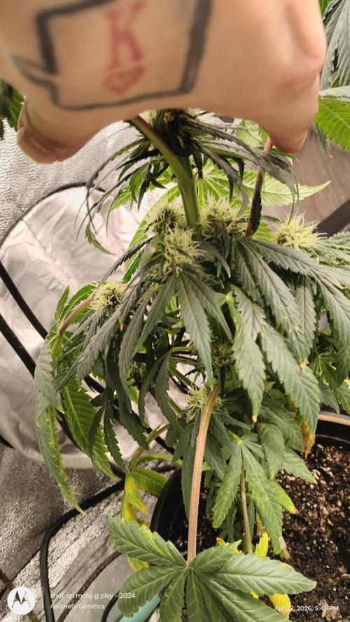 Super Sour Double Diesel Seed Hunt. Week 8