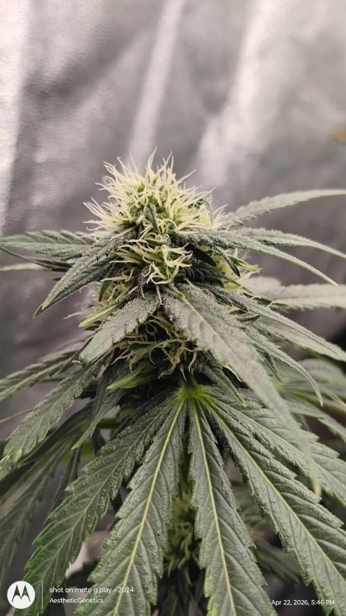 Super Sour Double Diesel Seed Hunt. Week 8