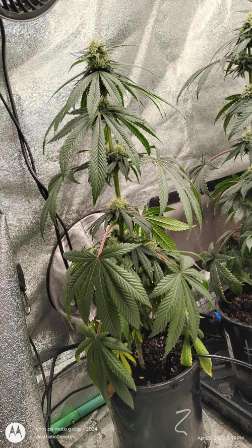 Super Sour Double Diesel Seed Hunt. Week 8