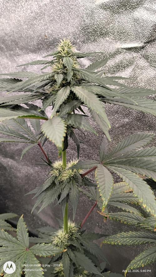 Super Sour Double Diesel Seed Hunt. Week 8