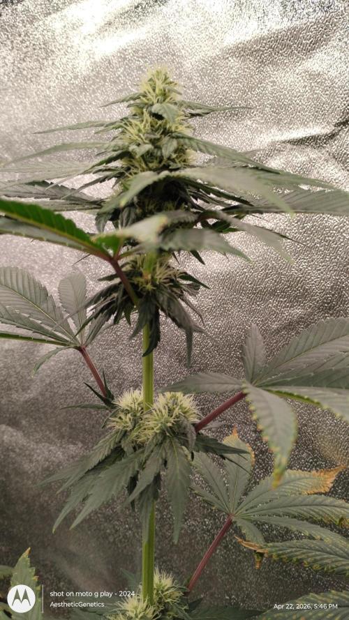 Super Sour Double Diesel Seed Hunt. Week 8