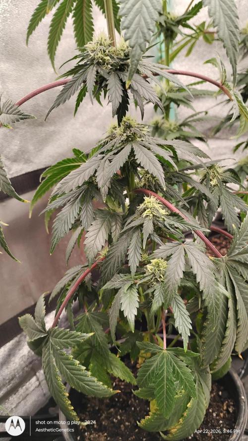 Super Sour Double Diesel Seed Hunt. Week 8