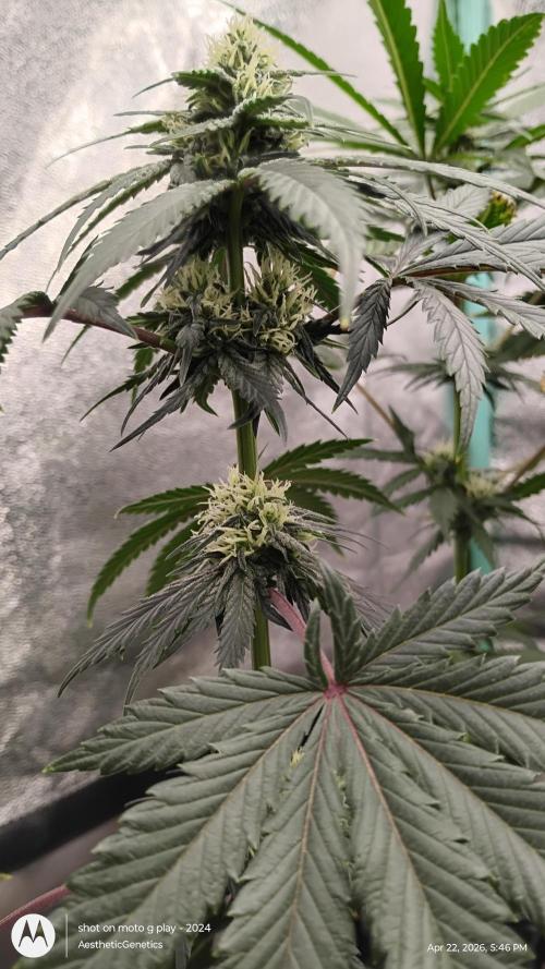 Super Sour Double Diesel Seed Hunt. Week 8