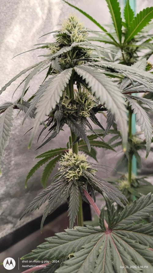Super Sour Double Diesel Seed Hunt. Week 8