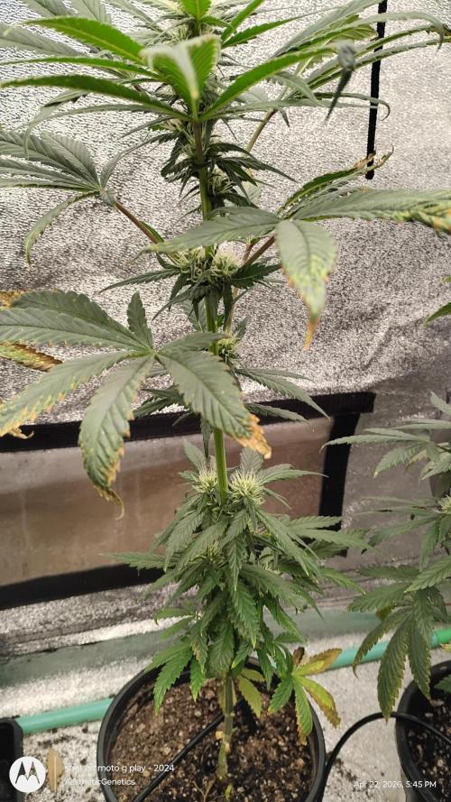 Super Sour Double Diesel Seed Hunt. Week 8