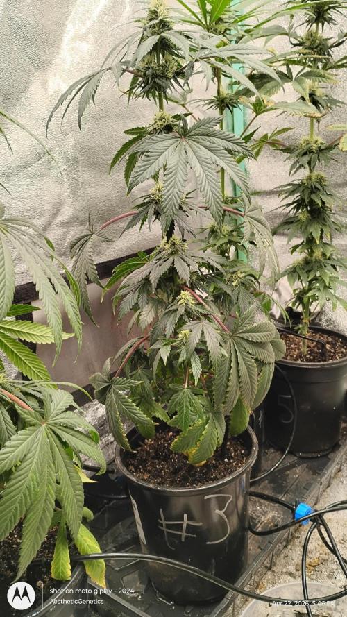 Super Sour Double Diesel Seed Hunt. Week 8