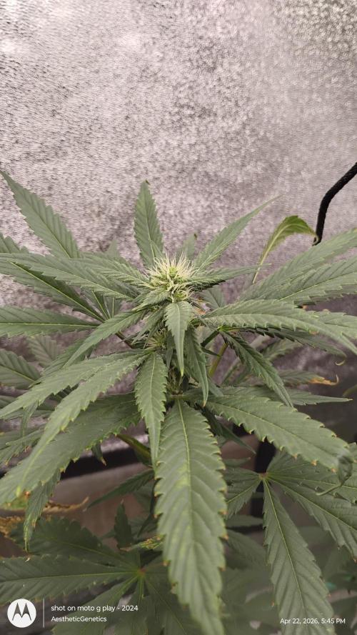 Super Sour Double Diesel Seed Hunt. Week 8