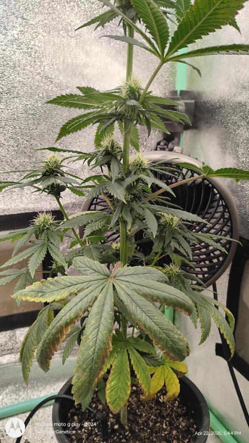 Super Sour Double Diesel Seed Hunt. Week 8