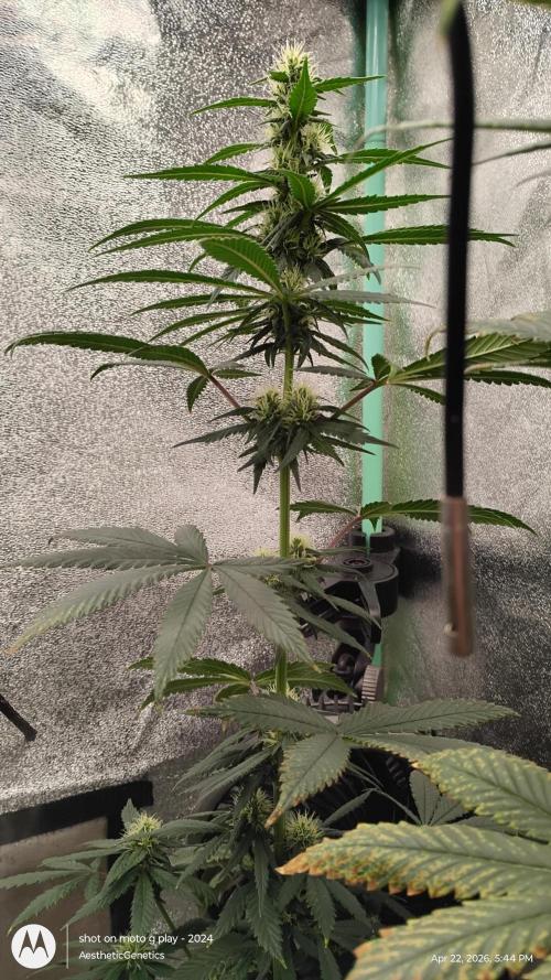 Super Sour Double Diesel Seed Hunt. Week 8
