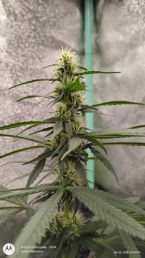 Super Sour Double Diesel Seed Hunt. Week 8