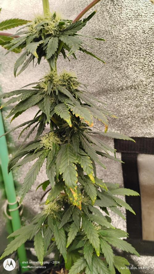 Super Sour Double Diesel Seed Hunt. Week 8
