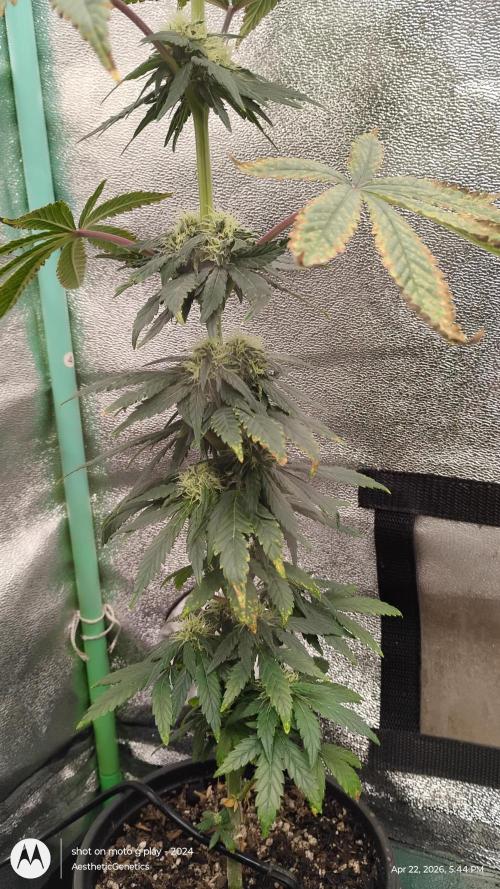 Super Sour Double Diesel Seed Hunt. Week 8