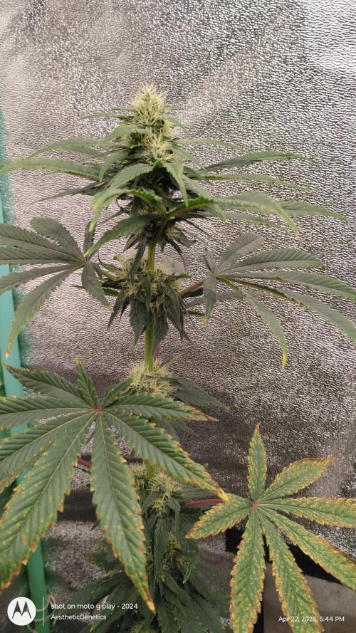 Super Sour Double Diesel Seed Hunt. Week 8