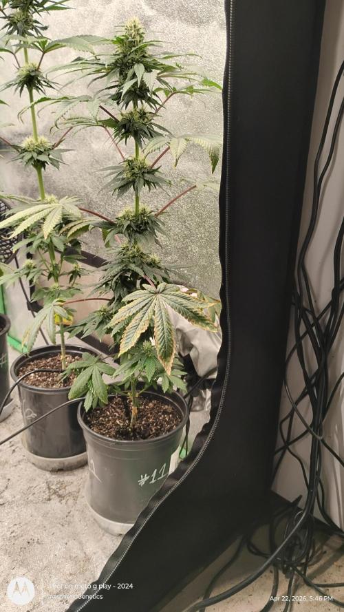 Super Sour Double Diesel Seed Hunt. Week 8