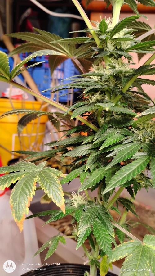 Super Sour Double Diesel Seed Hunt. Week 8