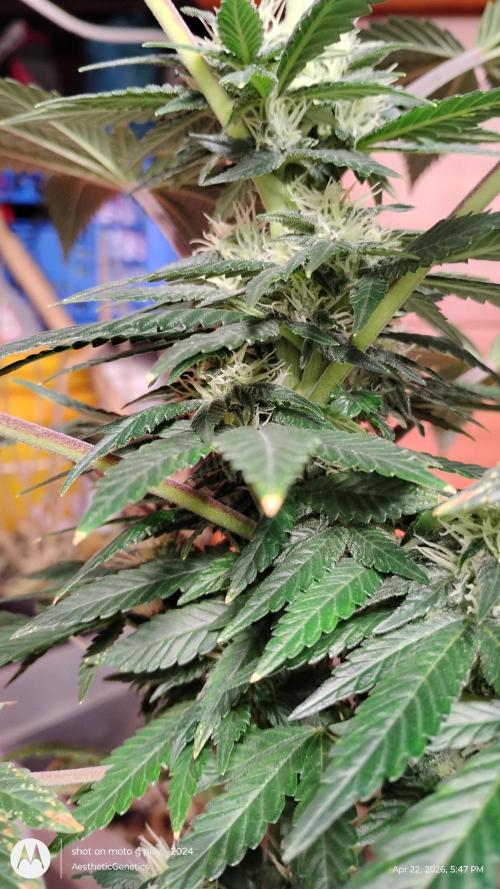 Super Sour Double Diesel Seed Hunt. Week 8