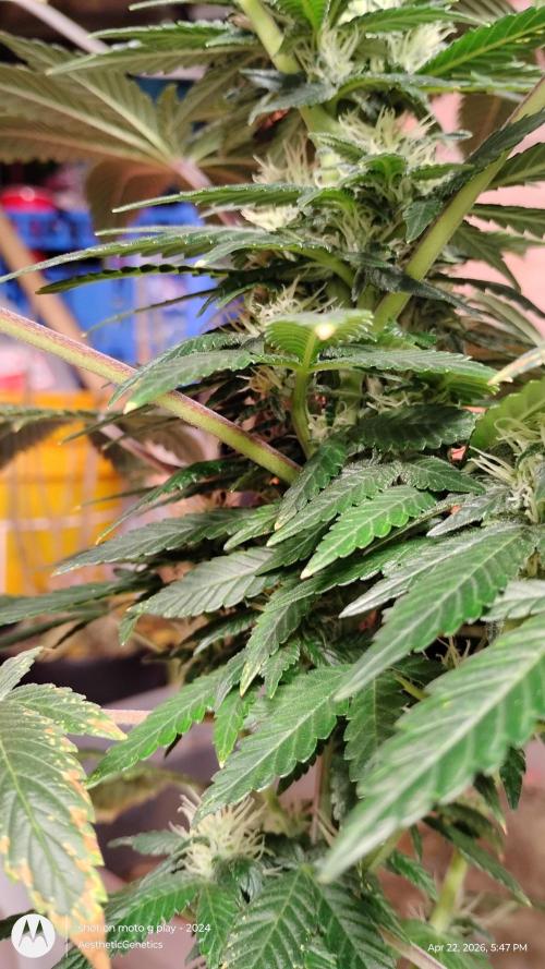 Super Sour Double Diesel Seed Hunt. Week 8