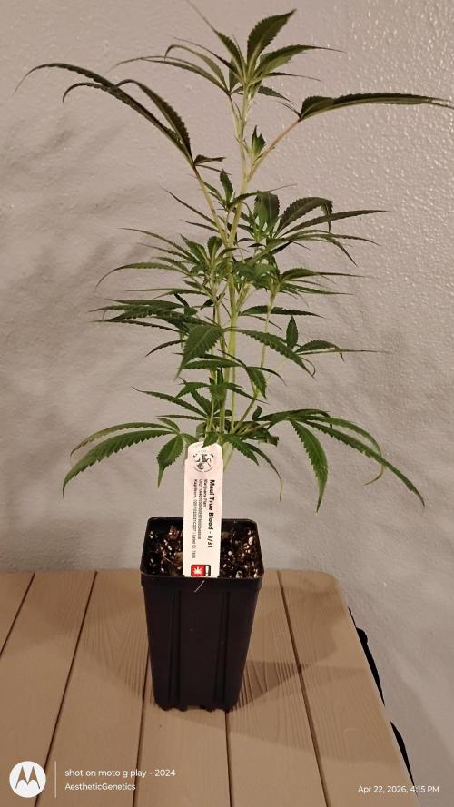 Maui True Blood. Week 1