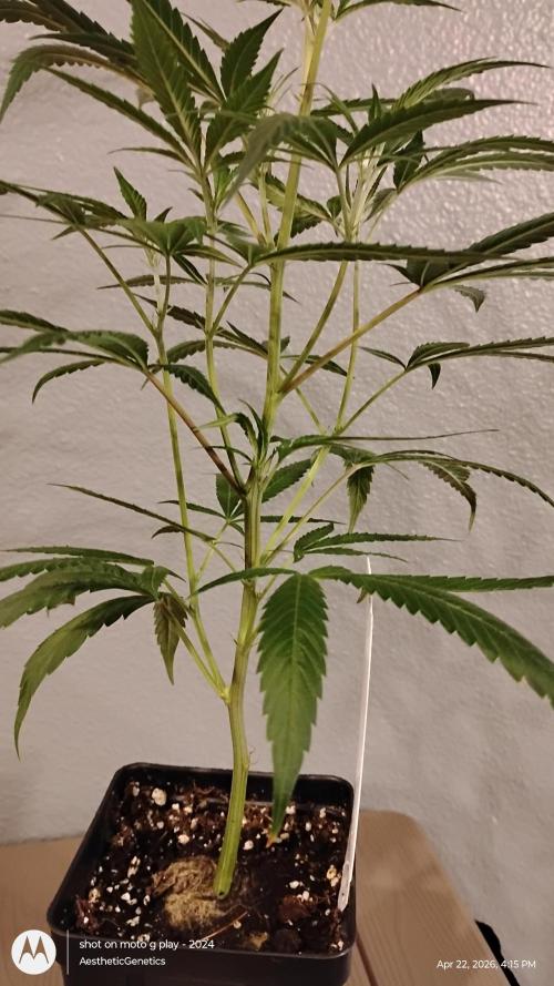Maui True Blood. Week 1