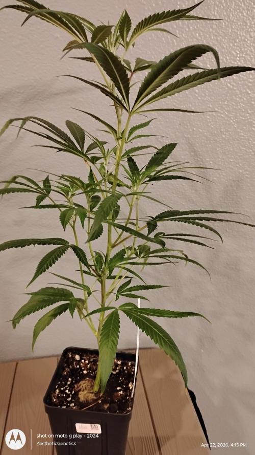 Maui True Blood. Week 1