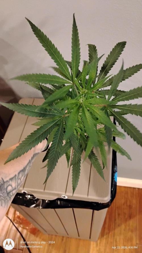 Maui True Blood. Week 1