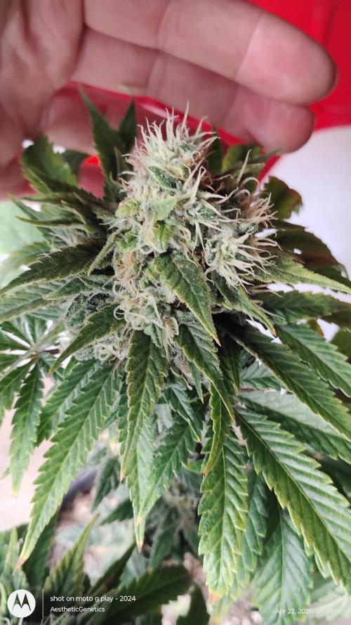 Eternity Grow Cup 2026. Week 14