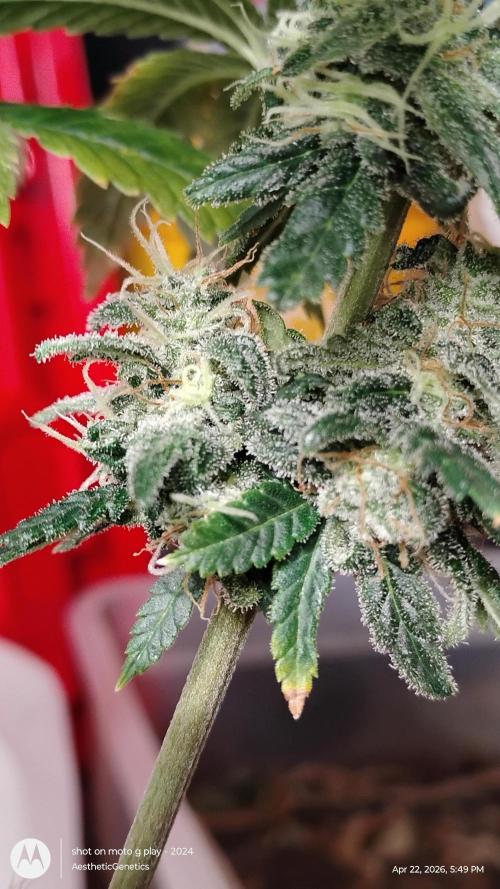 Eternity Grow Cup 2026. Week 14