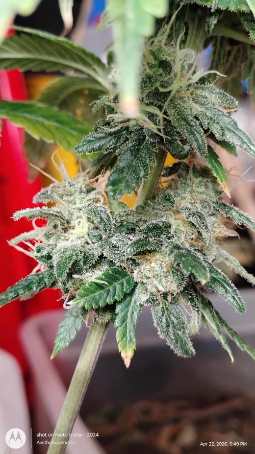 Eternity Grow Cup 2026. Week 14